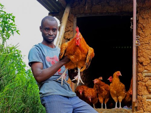Hens on Miah Farms — Northern Uganda