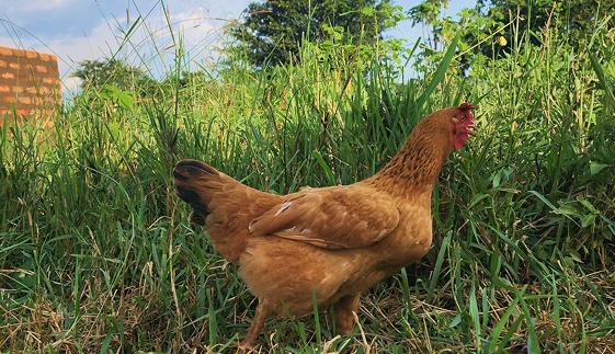 Miah Farms hens grazing freely