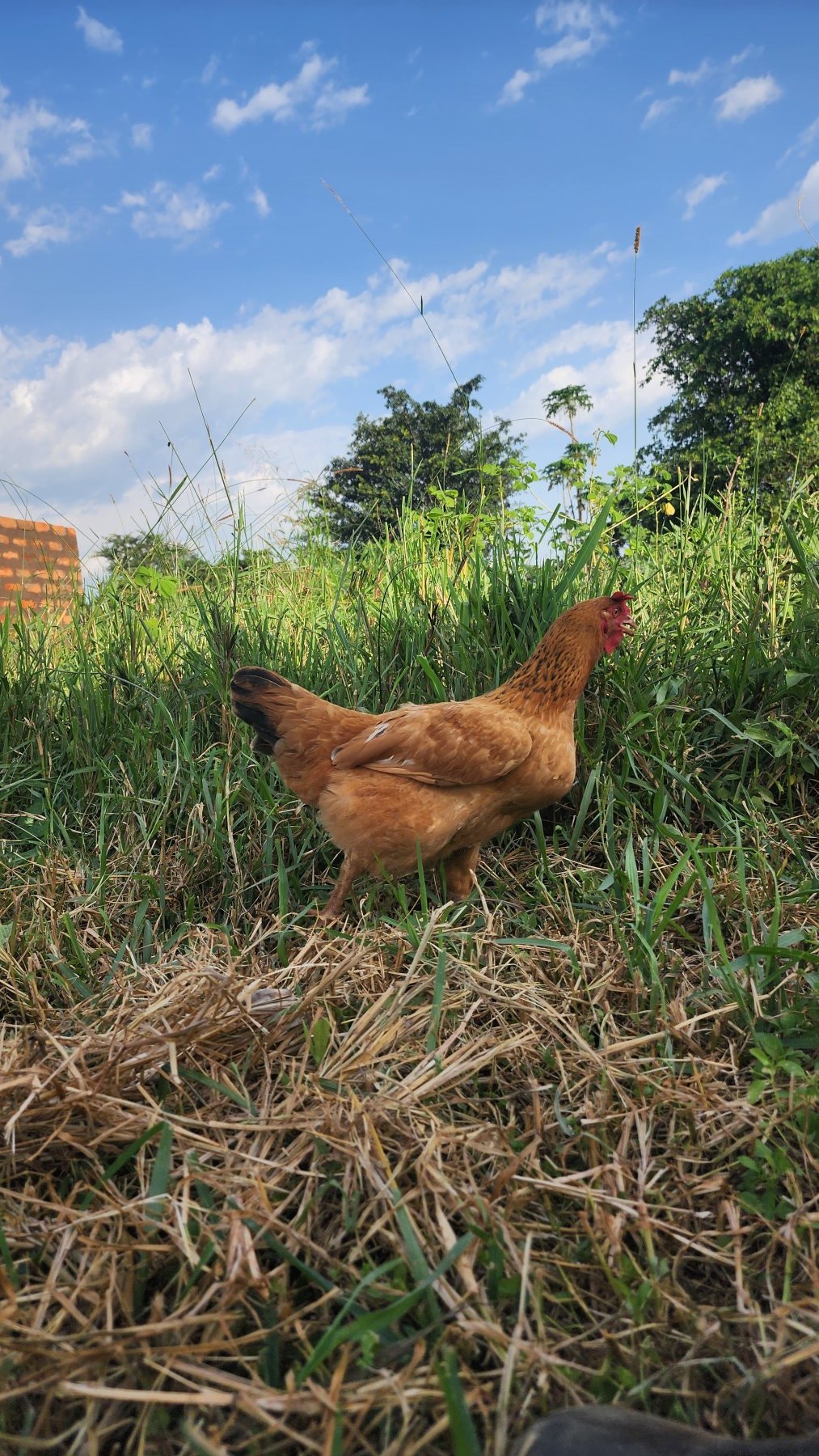 Miah Farms photo
