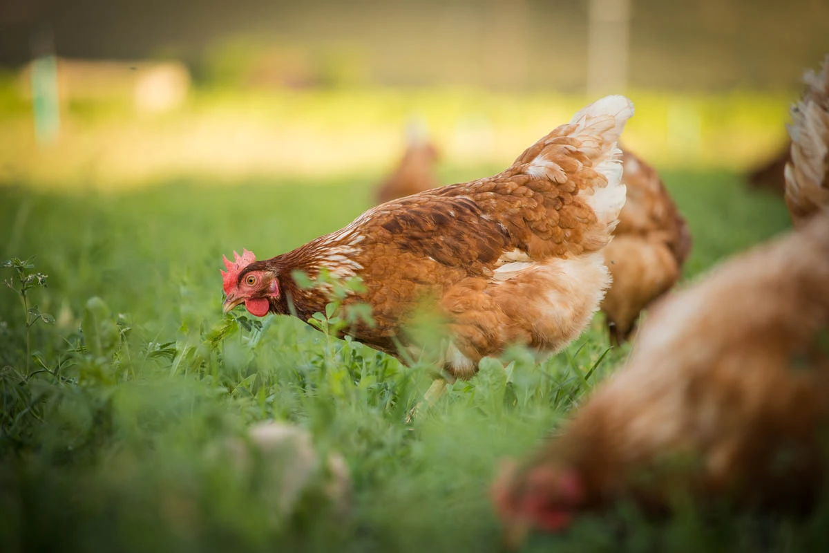 A Miah Farms hen
