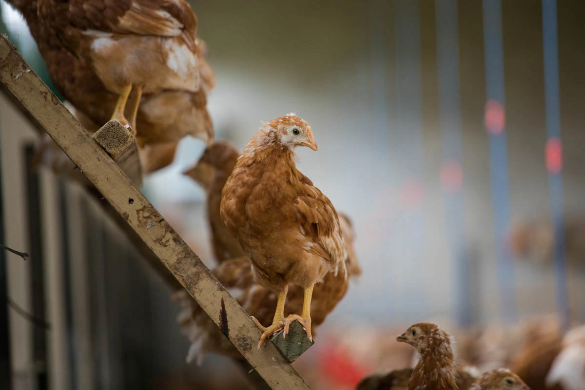 A Miah Farms hen