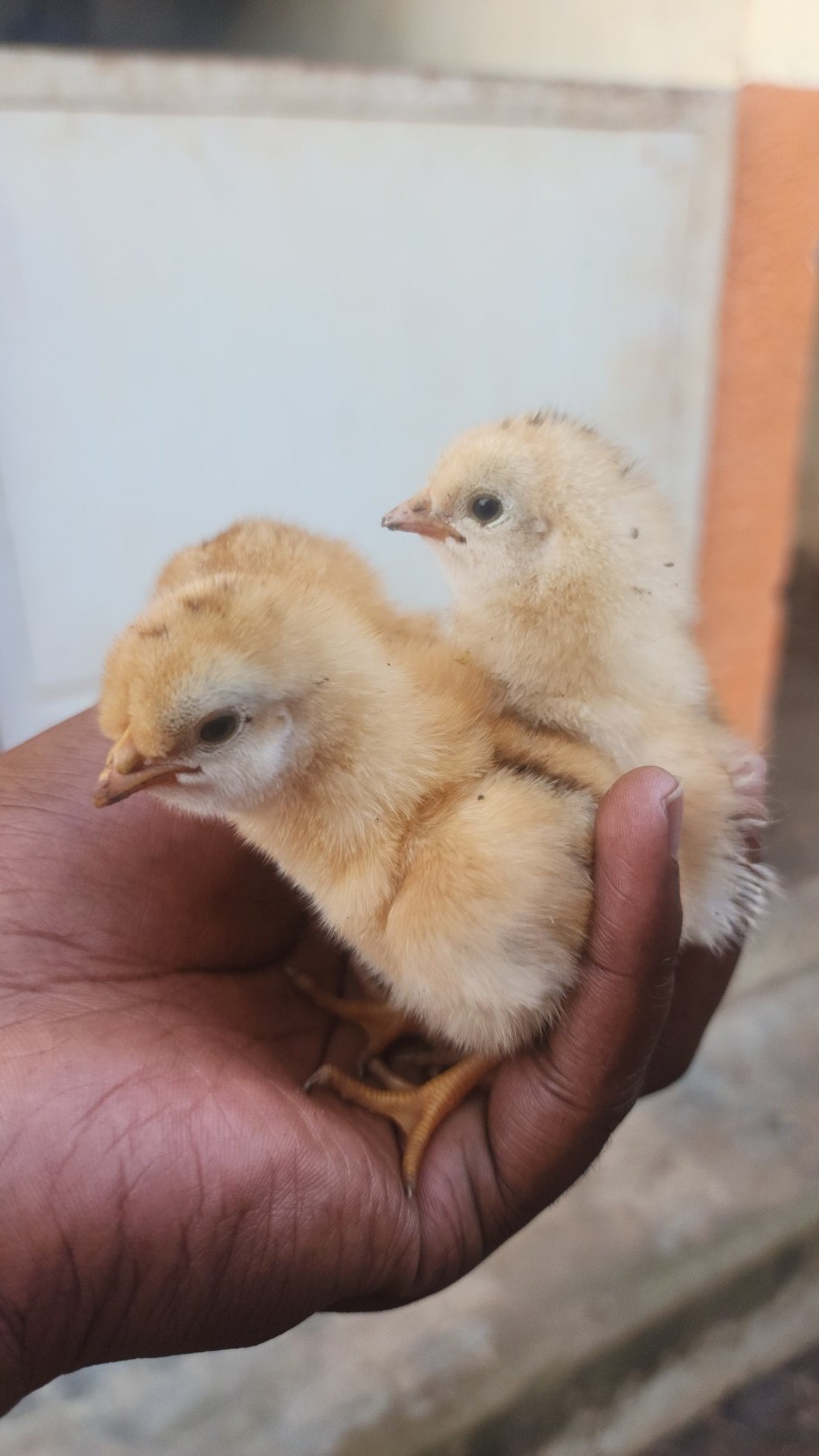 Day-old chicks