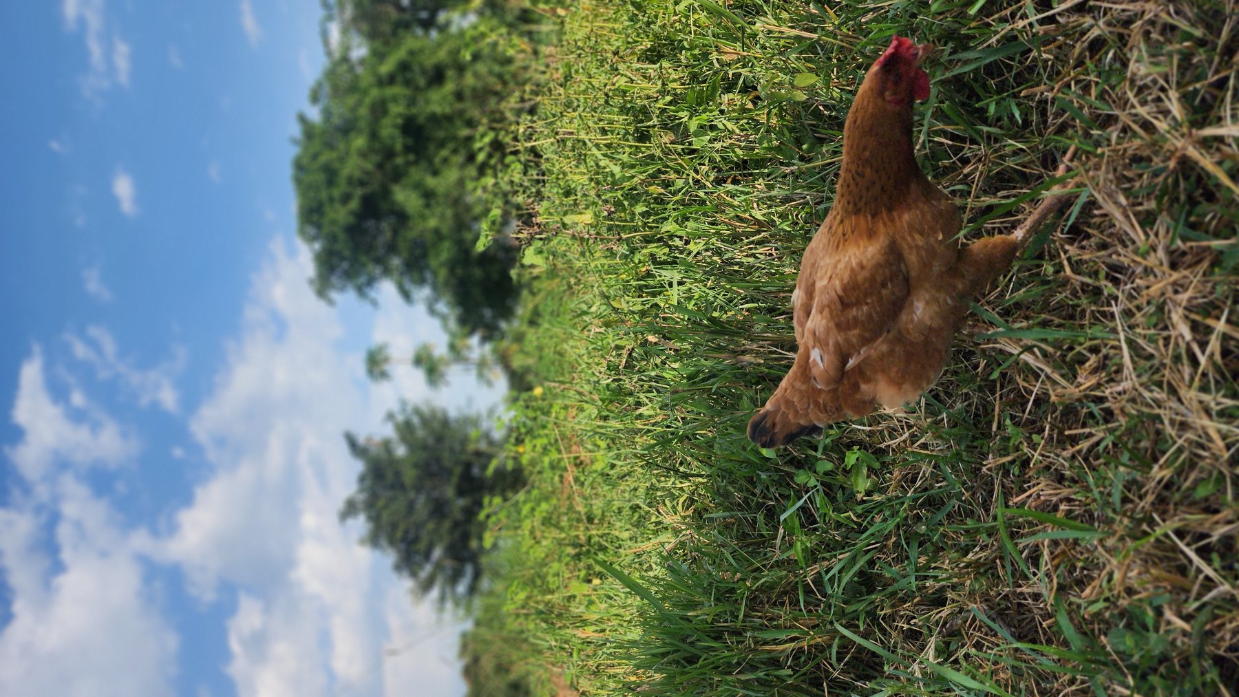 Miah Farms photo