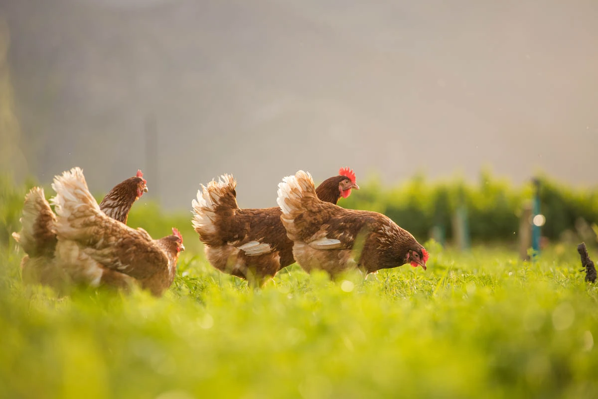 A Miah Farms hen