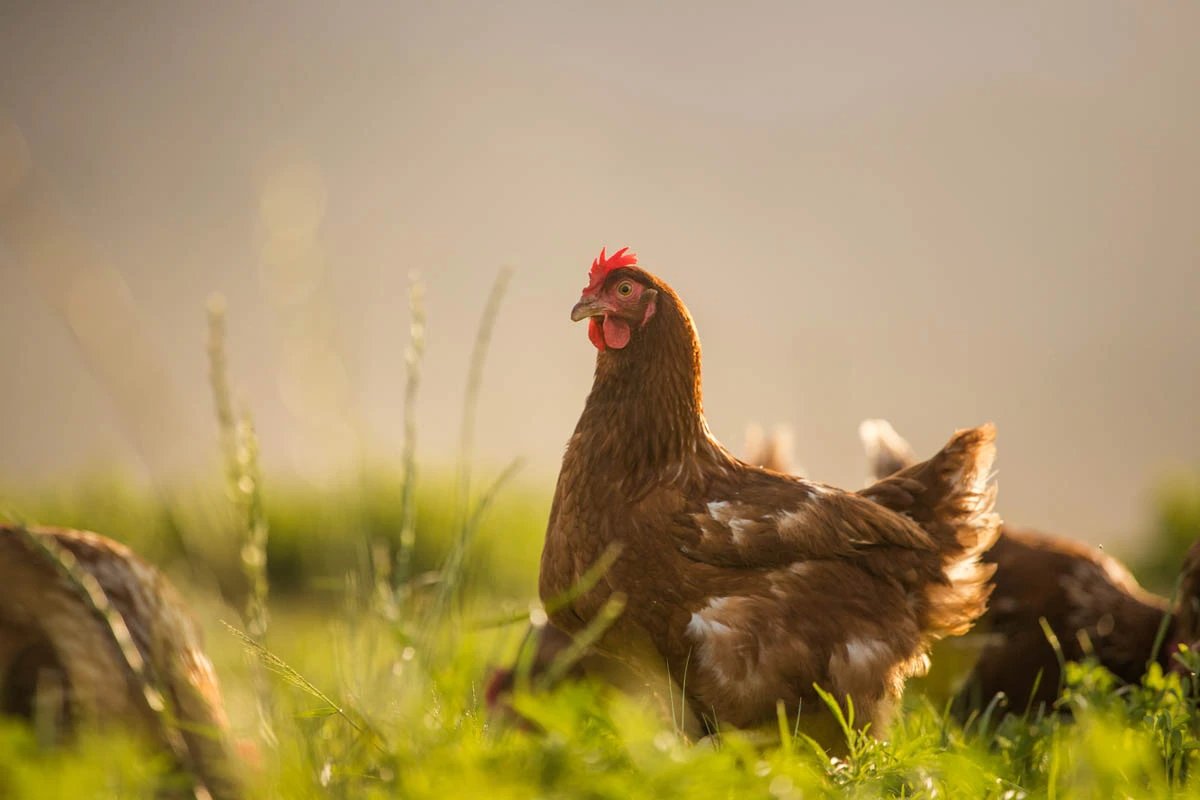 A Miah Farms hen
