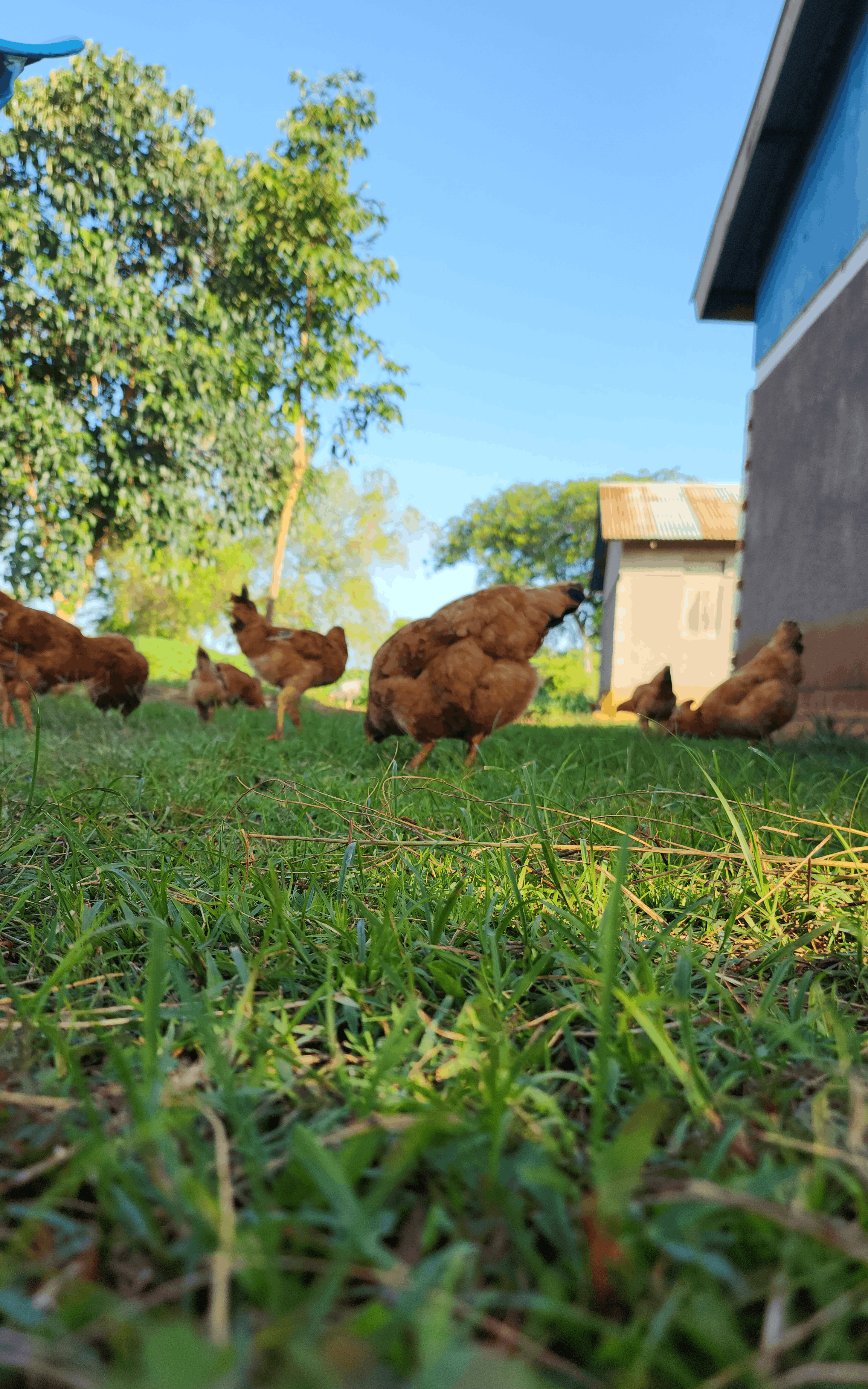 A Miah Farms hen