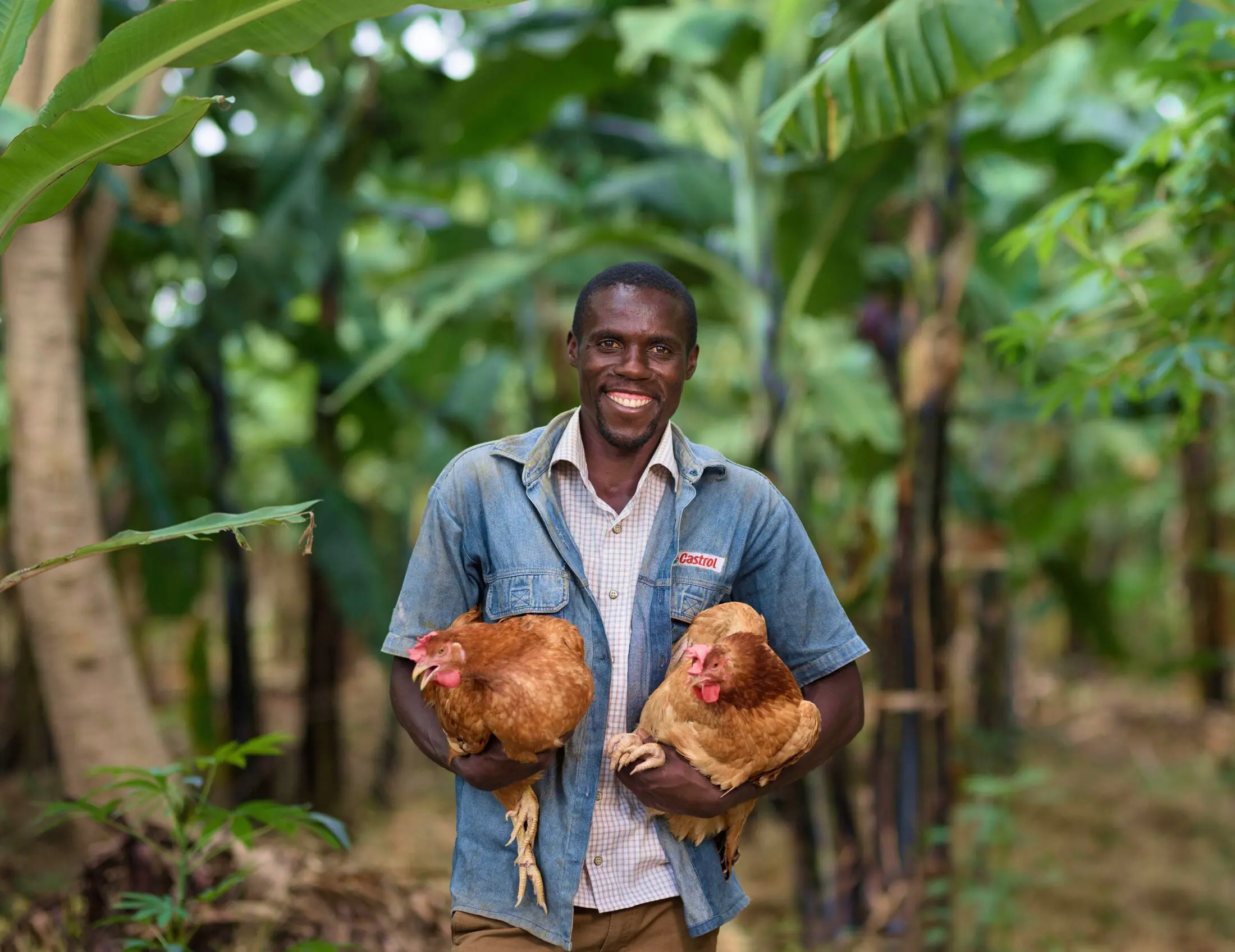 A Miah Farms hen