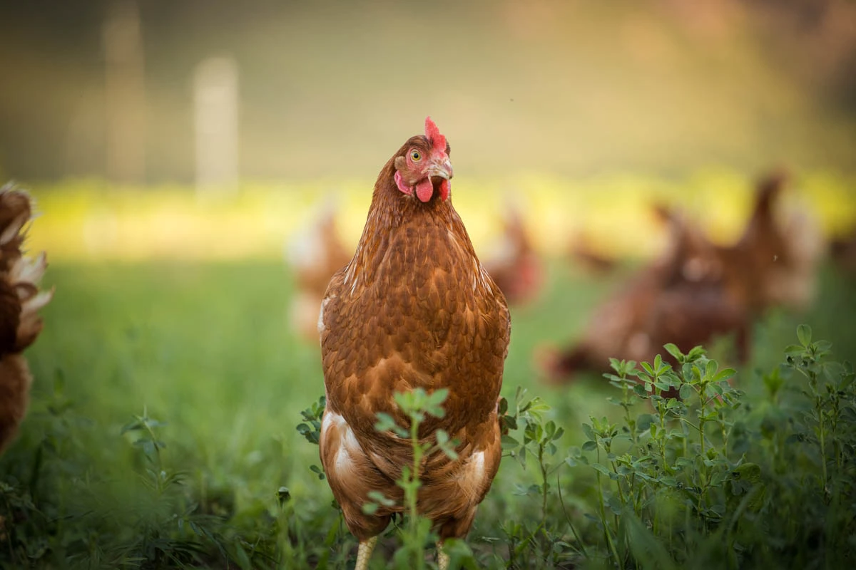 A Miah Farms hen
