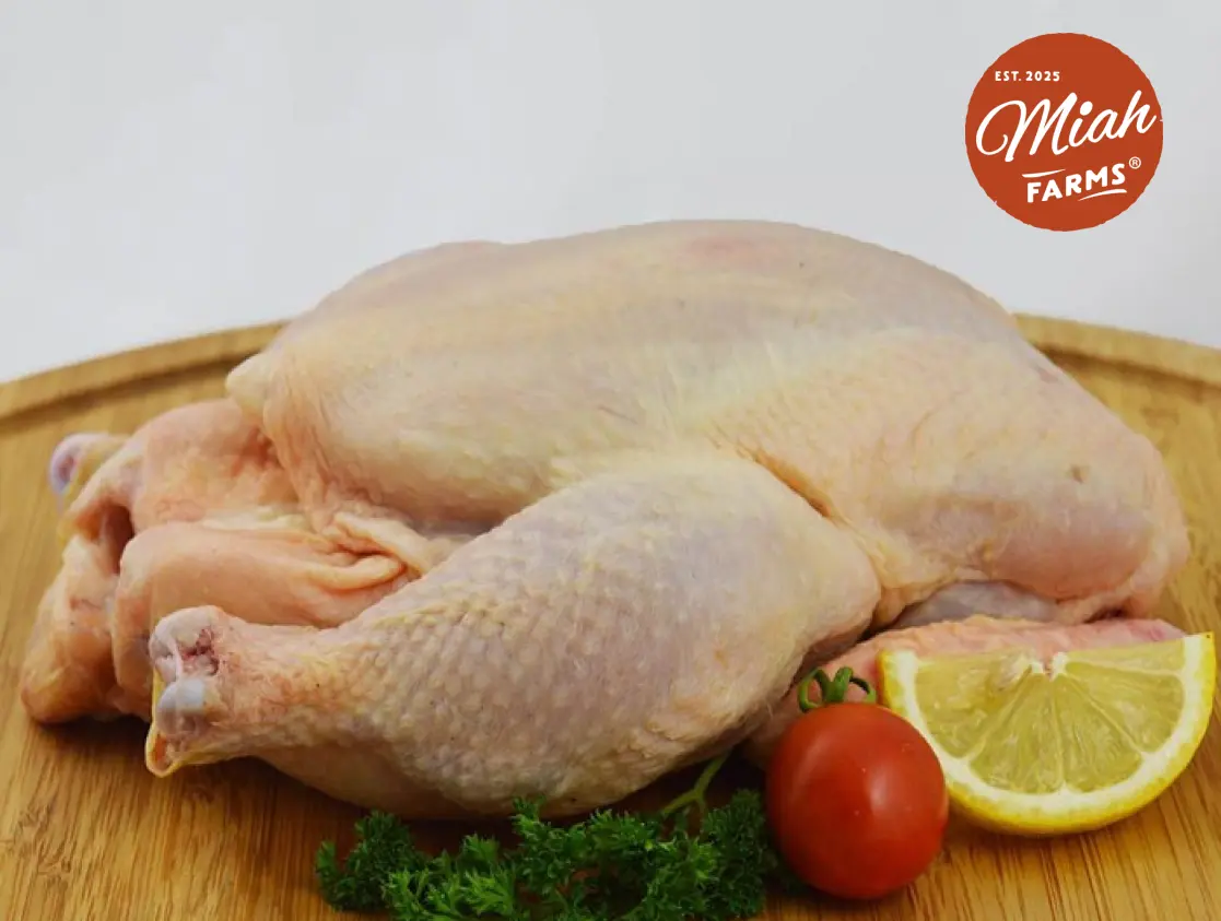 Dessed Indigenous Cock
