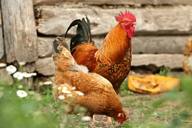 Mature Cock